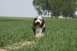 BEARDED COLLIE 255
